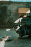 猫咪凝视食物碗