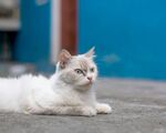白色猫咪悠闲趴地