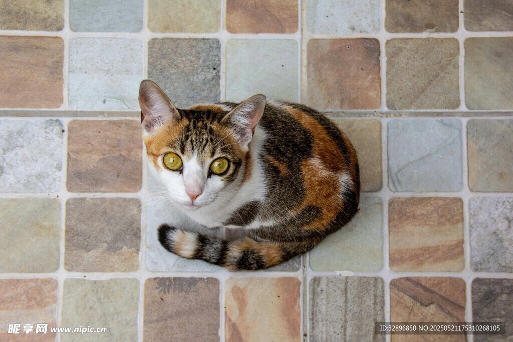瓷砖上的三色猫咪