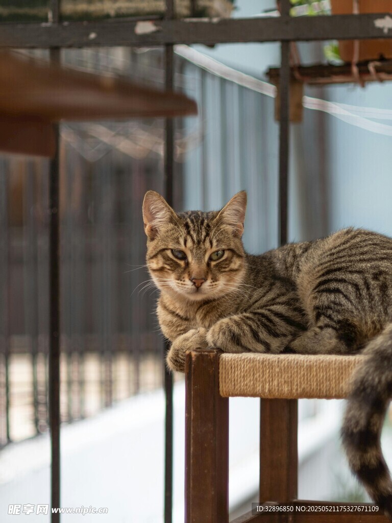 慵懒猫咪趴坐木架上