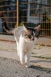 行走的花猫