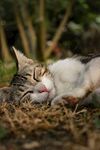 猫咪惬意躺卧在草地上
