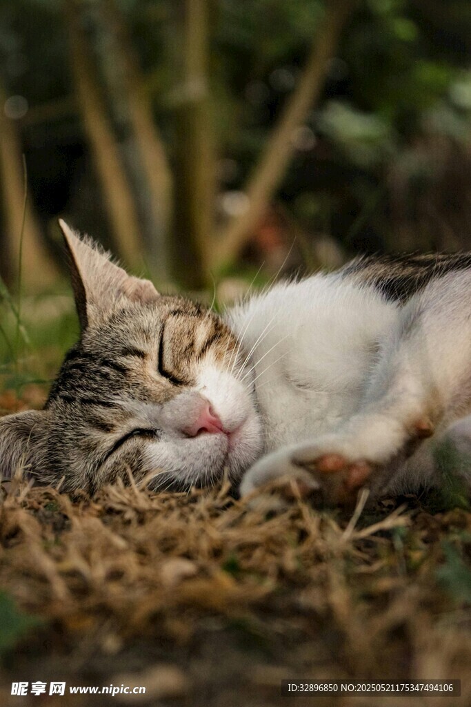 猫咪惬意躺卧在草地上