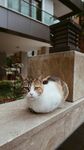 慵懒猫咪惬意趴坐