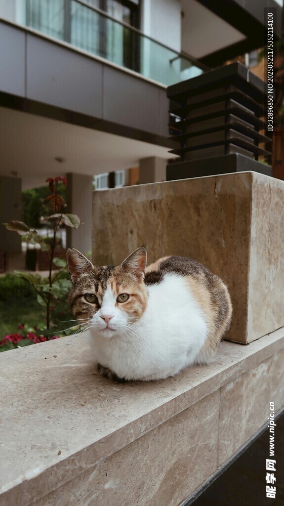 慵懒猫咪惬意趴坐