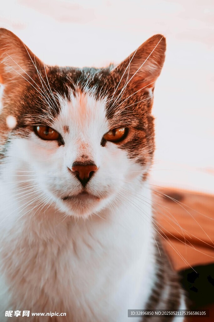 可爱三色猫特写