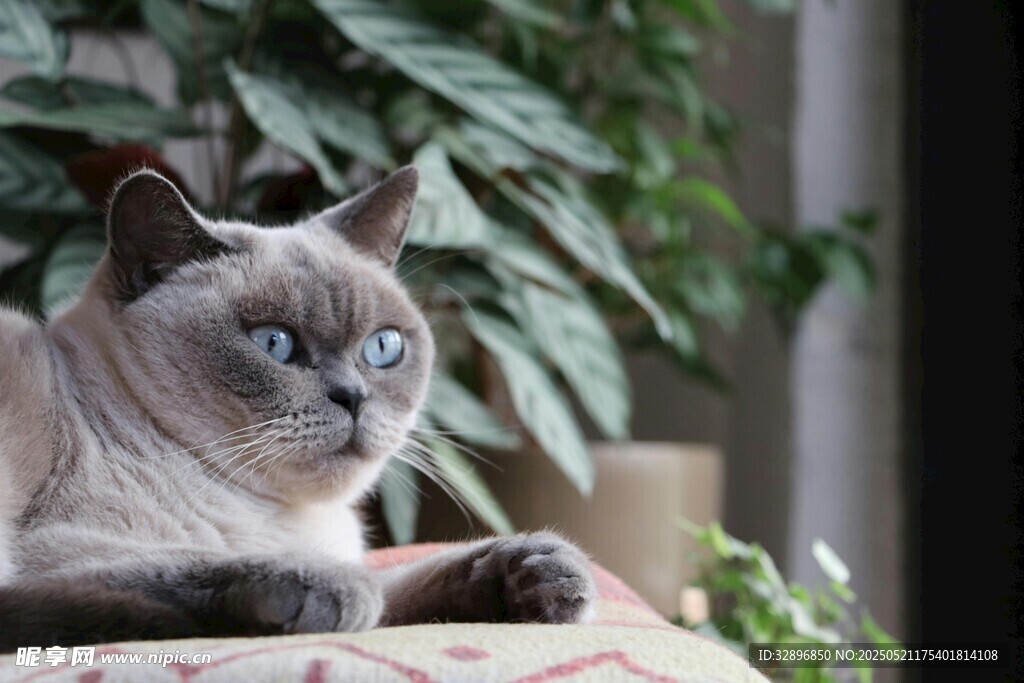 慵懒猫咪趴于绿植旁