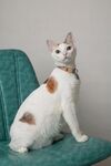 白棕猫咪坐于绿椅上