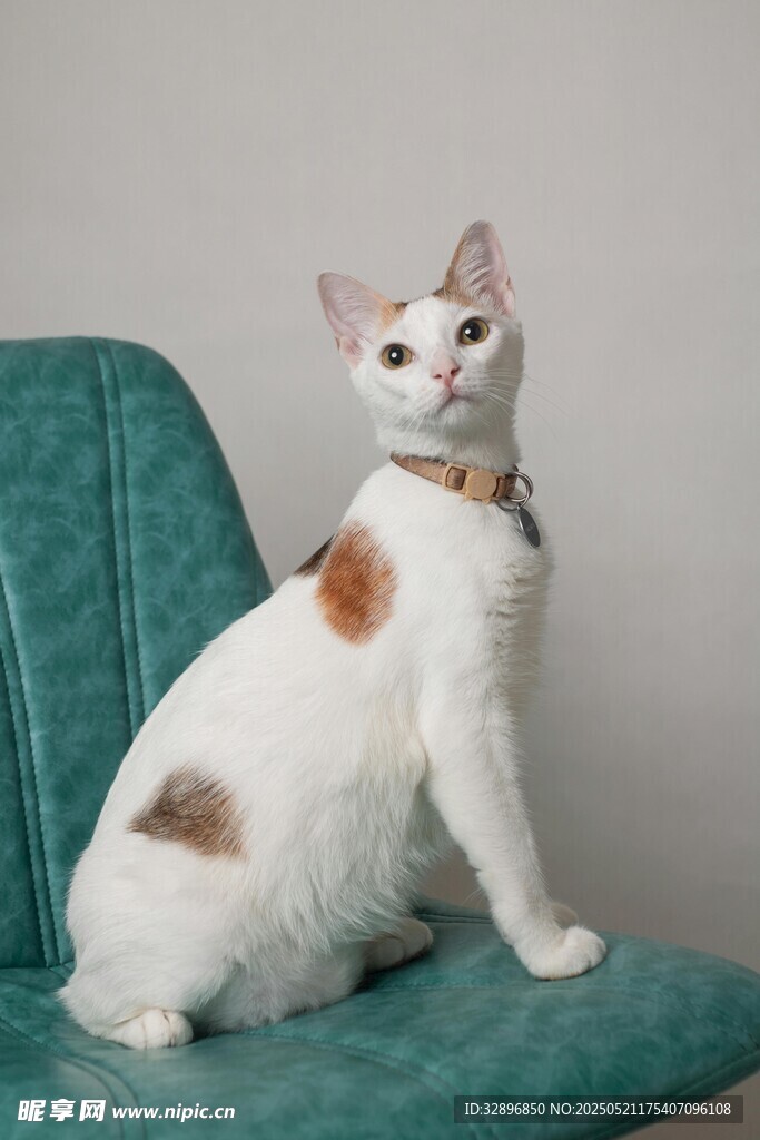 白棕猫咪坐于绿椅上