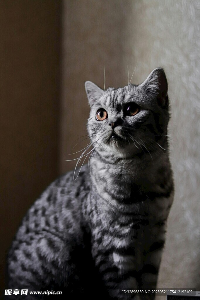 可爱斑纹猫抬头凝望