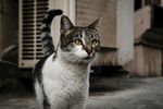 斑纹猫咪于户外回望