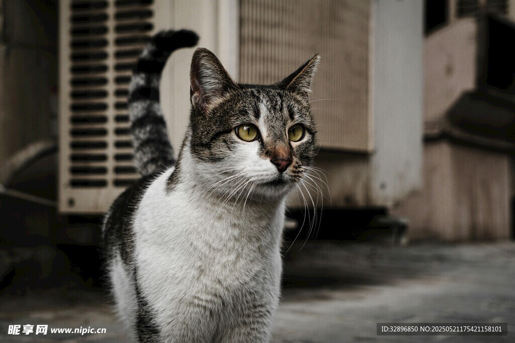 斑纹猫咪于户外回望