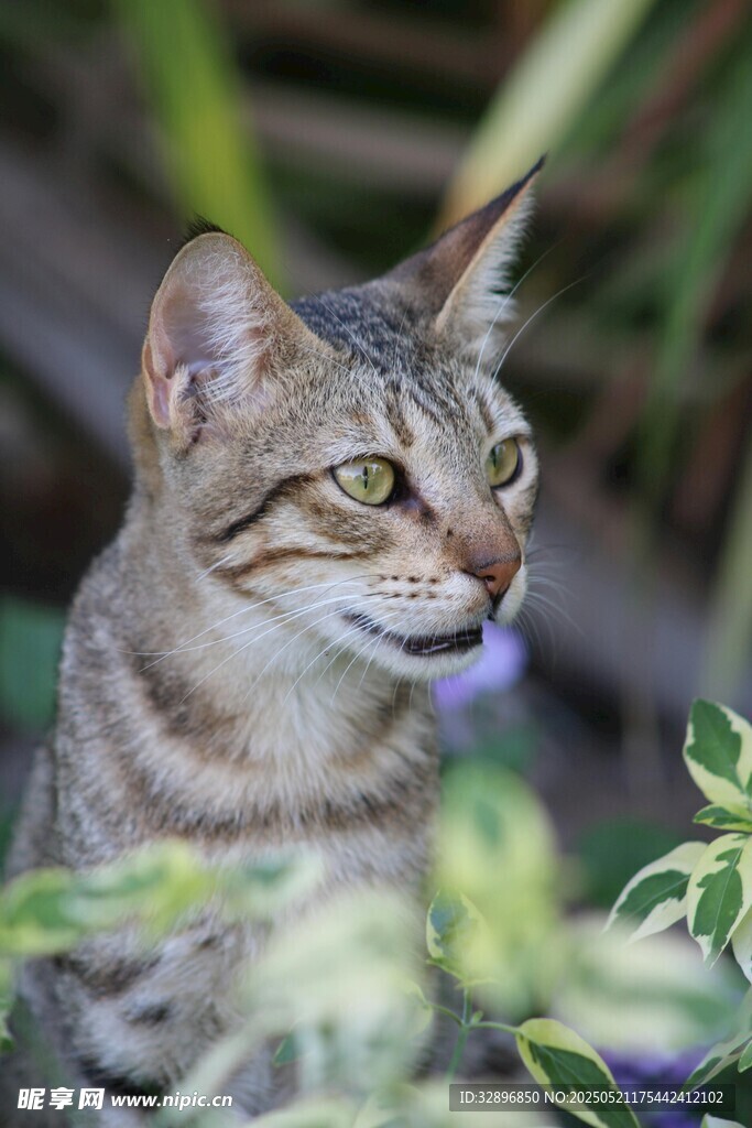 斑纹猫咪于绿植间凝望