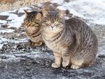 雪地中的两只狸花猫