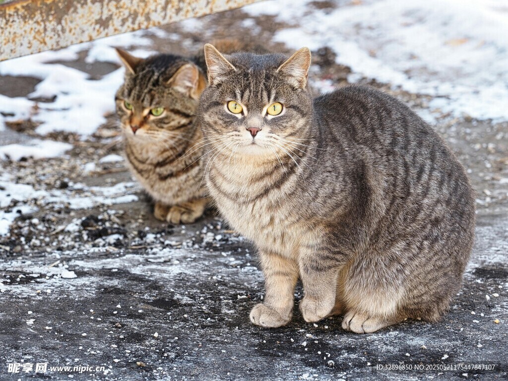 雪地中的两只狸花猫