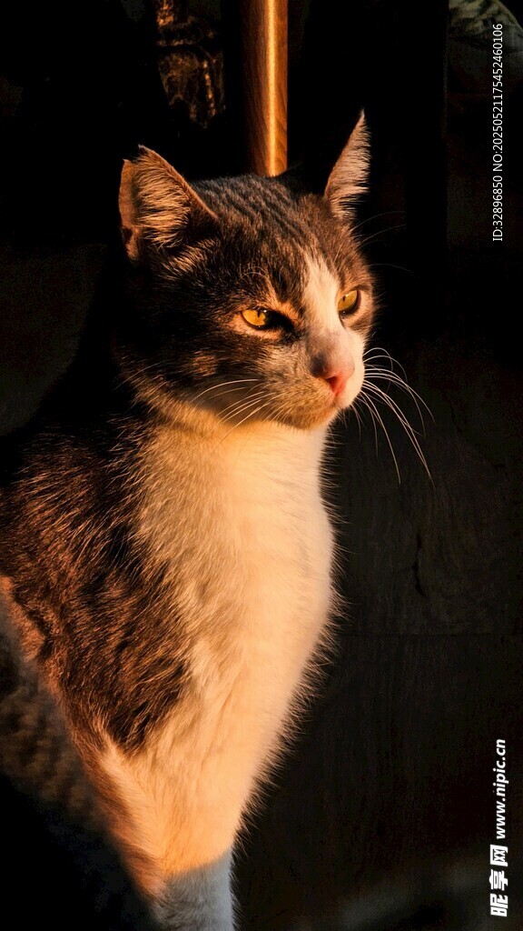 窗边猫咪的静谧瞬间