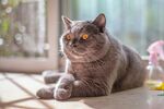 窗边慵懒的灰猫