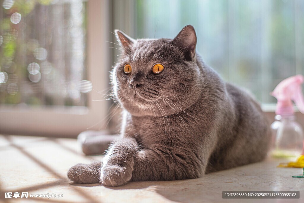 窗边慵懒的灰猫
