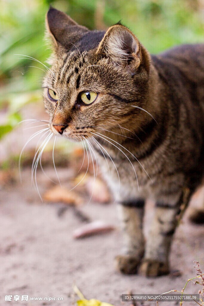 斑纹猫咪户外专注模样