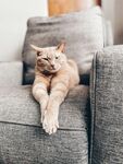 慵懒猫咪惬意躺沙发