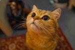 仰头橘猫的可爱瞬间