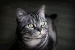 灰纹猫咪凝视瞬间