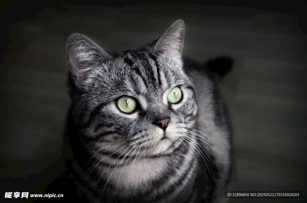 灰纹猫咪凝视瞬间