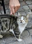 人抚猫咪显温馨瞬间