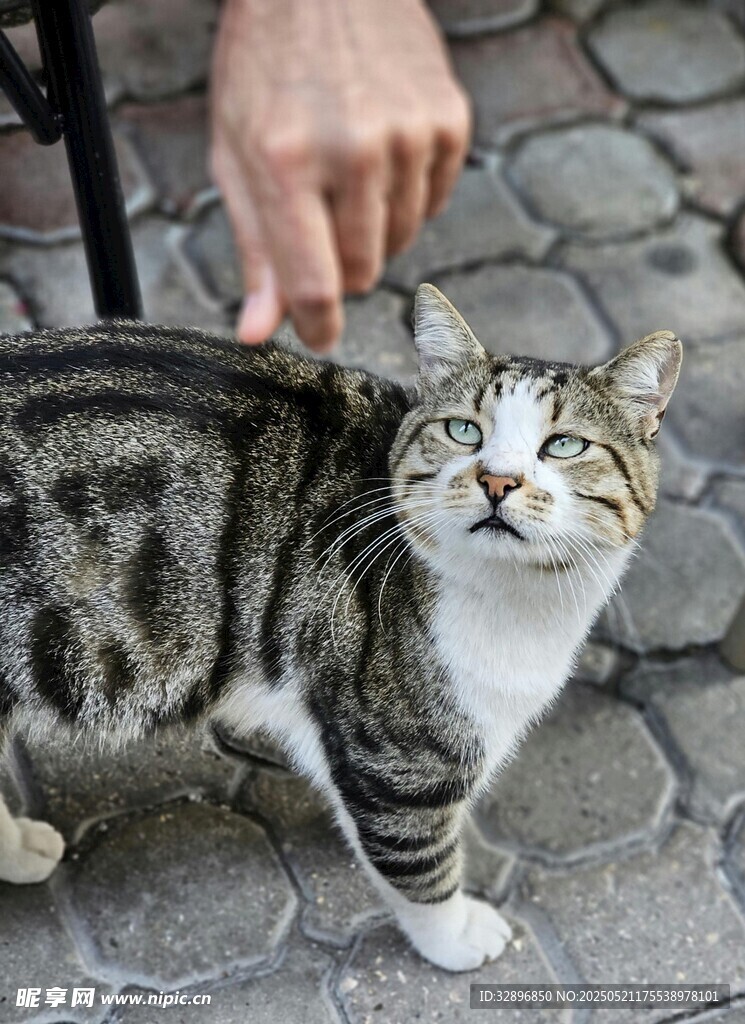 人抚猫咪显温馨瞬间