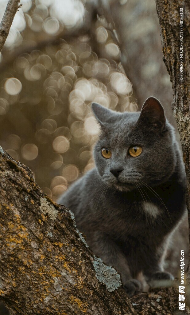 灰猫栖于树干凝视远方