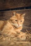 橘猫惬意躺卧在干草上