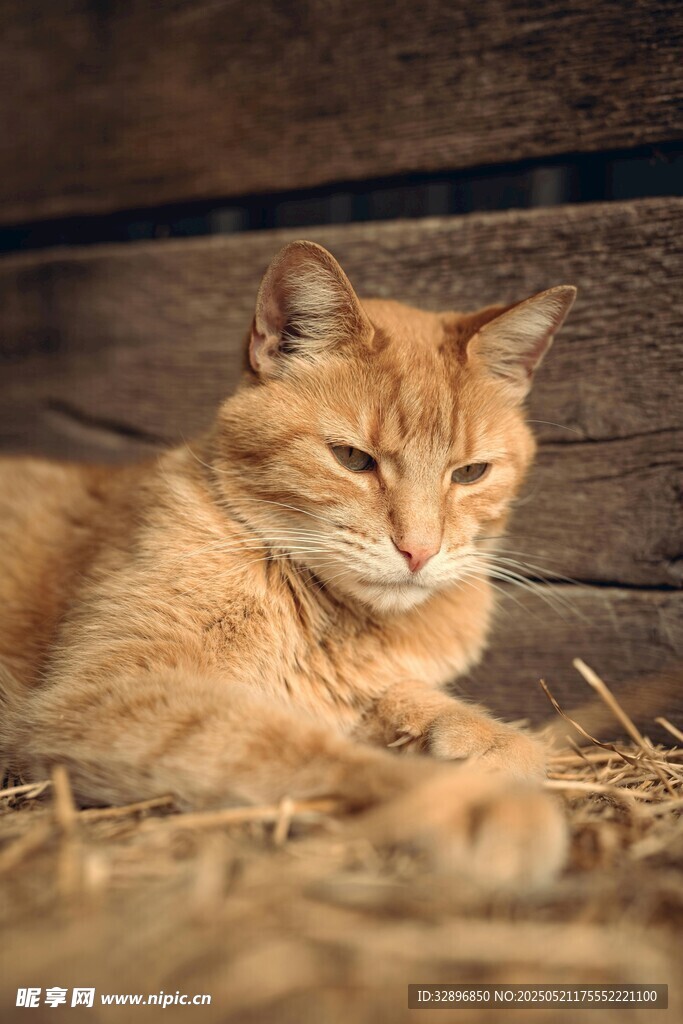橘猫惬意躺卧在干草上