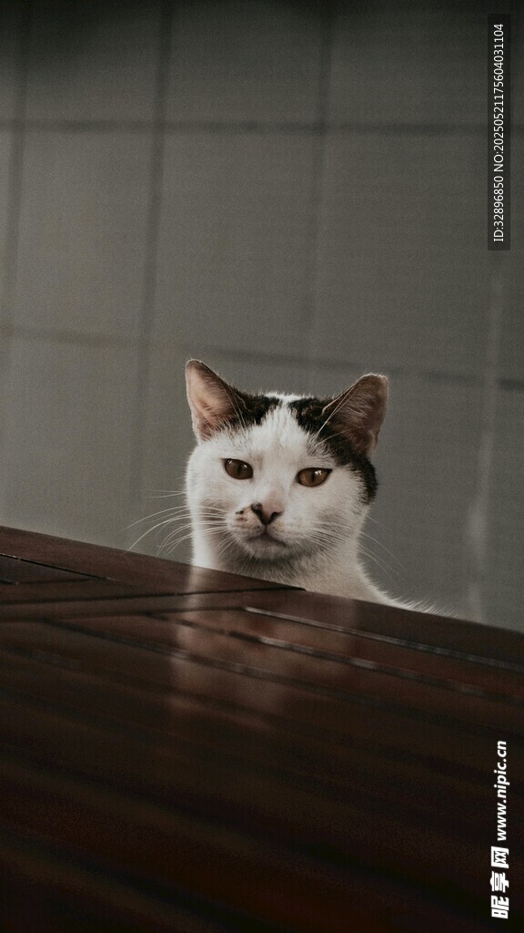躲在桌下的可爱猫咪