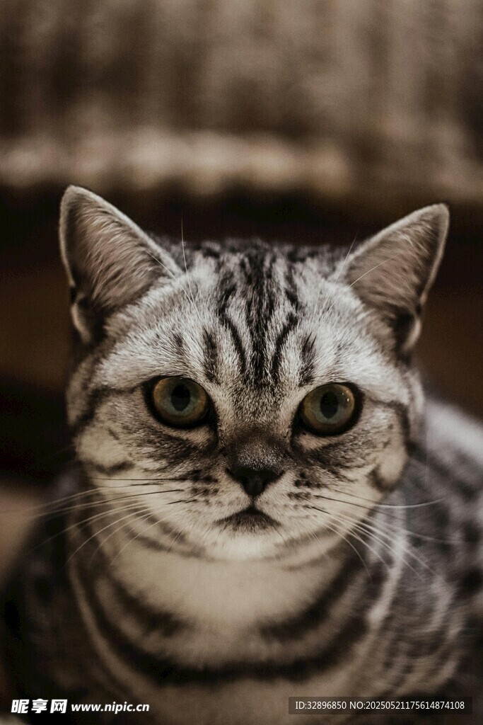 可爱条纹猫咪近景特写