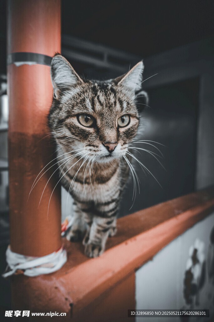 猫咪立于栏杆好奇张望