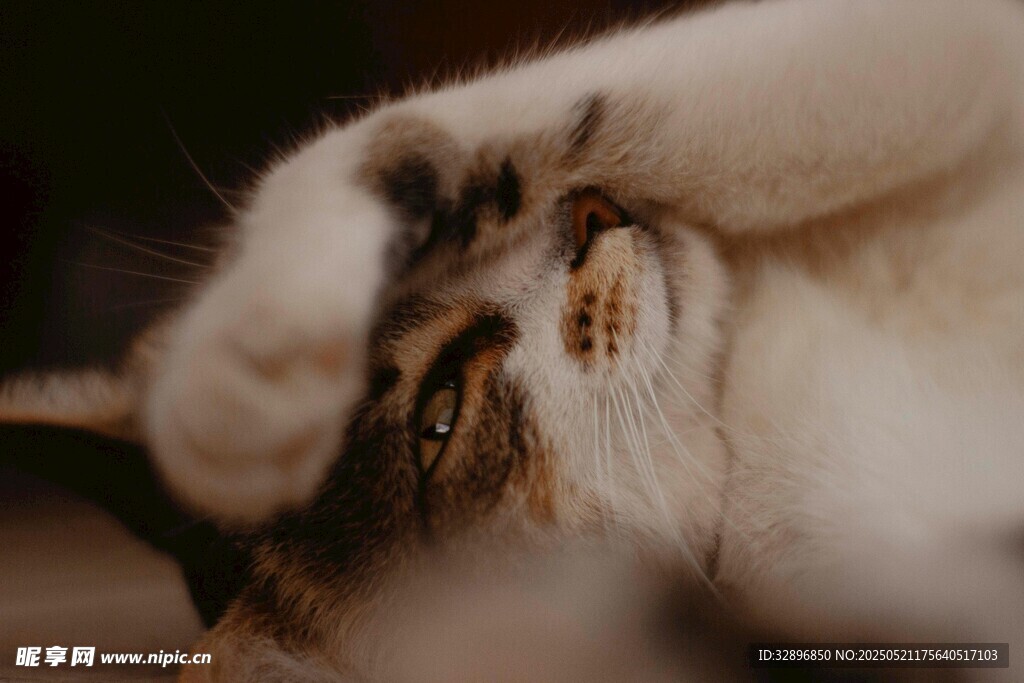 猫咪惬意躺卧露萌态