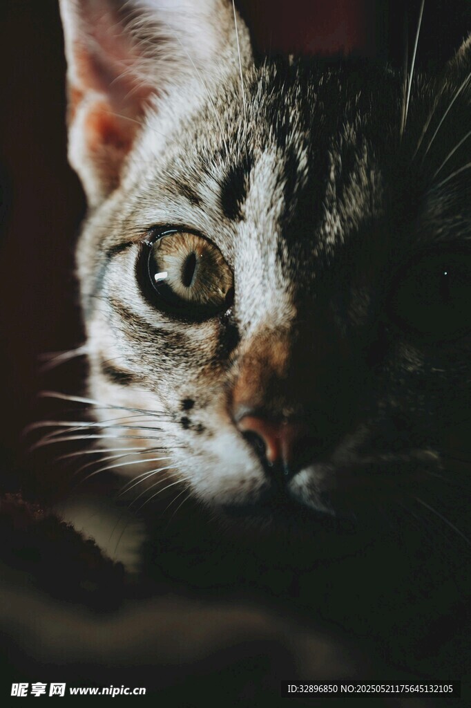 凝视的斑纹猫咪