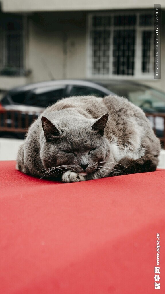 灰猫趴红垫上惬意休憩
