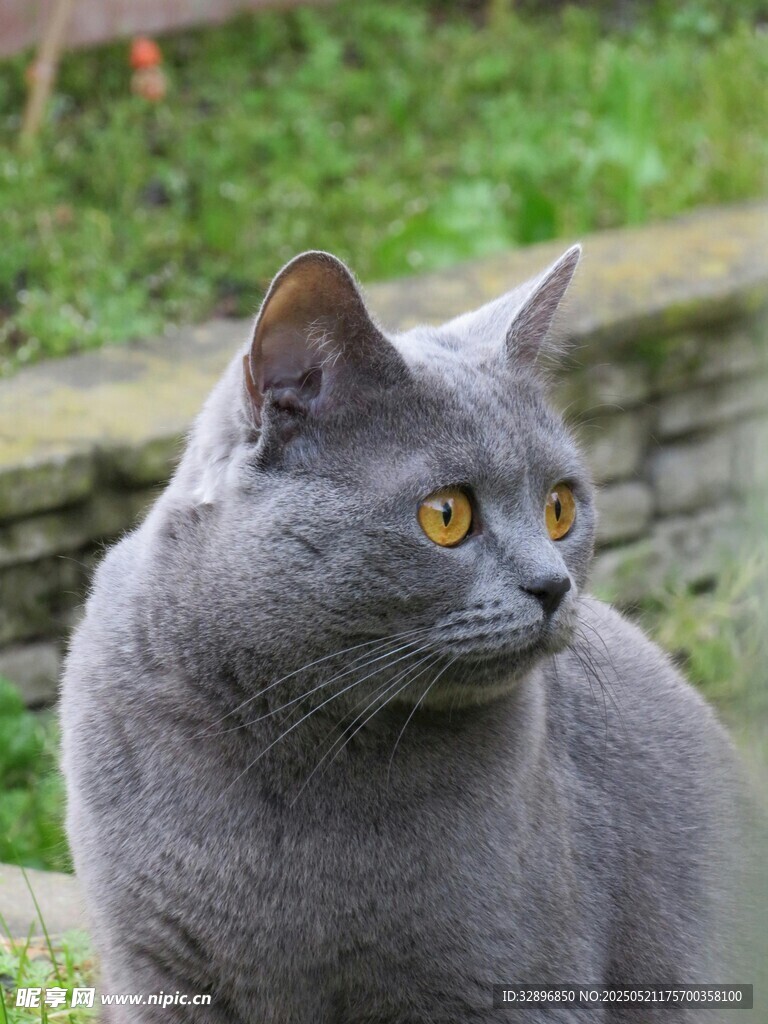 灰蓝猫咪户外侧头凝望