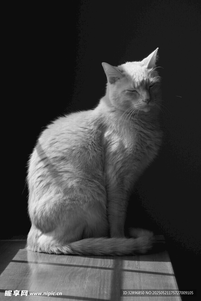 独坐的猫咪