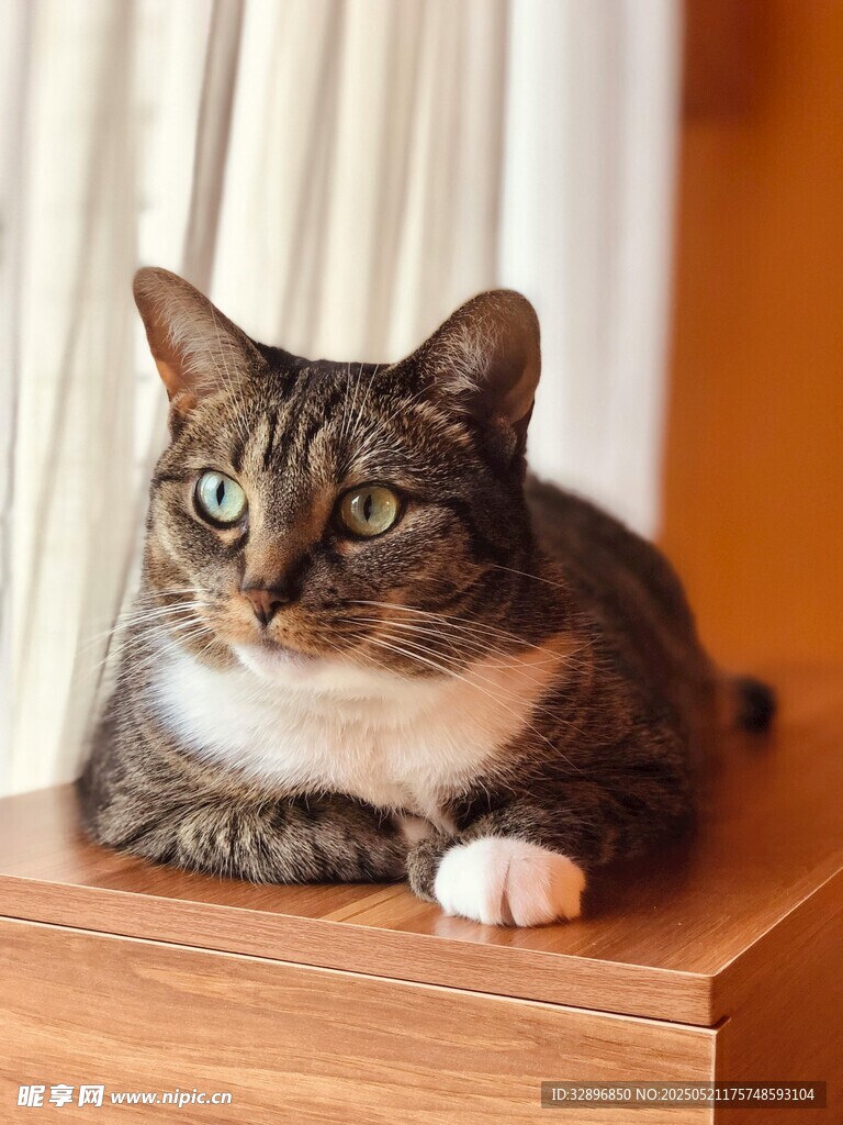 可爱猫咪趴于木桌