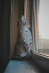 窗边猫咪眺望远方