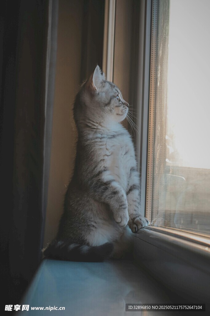 窗边猫咪眺望远方