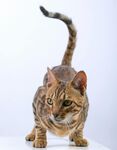 斑纹猫咪专注姿态