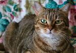 慵懒猫咪惬意躺卧