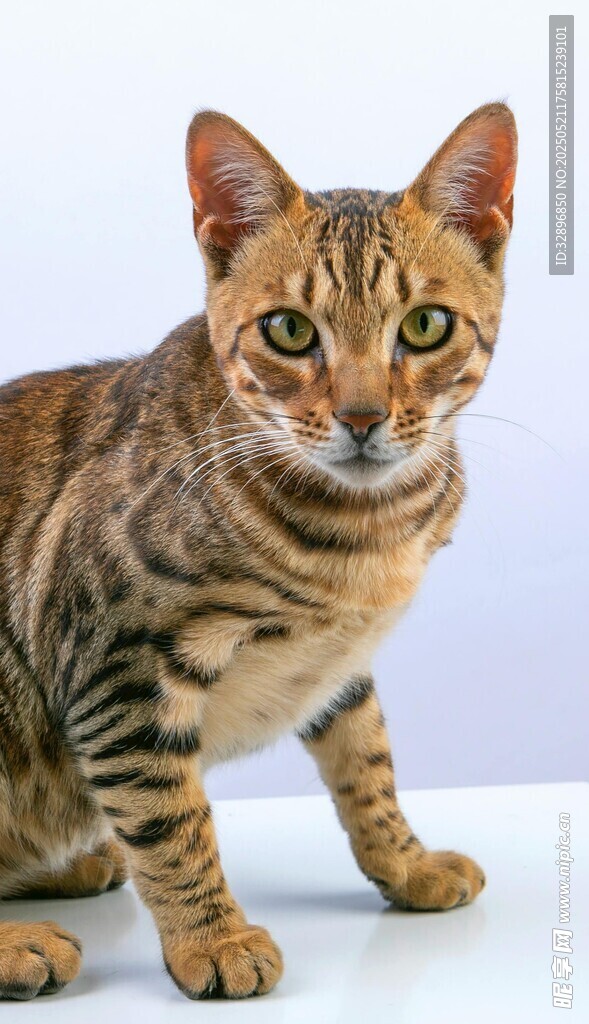 可爱斑纹猫端坐