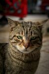 慵懒狸花猫