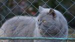围栏边的灰猫