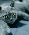 灰蓝猫咪趴卧眼神灵动