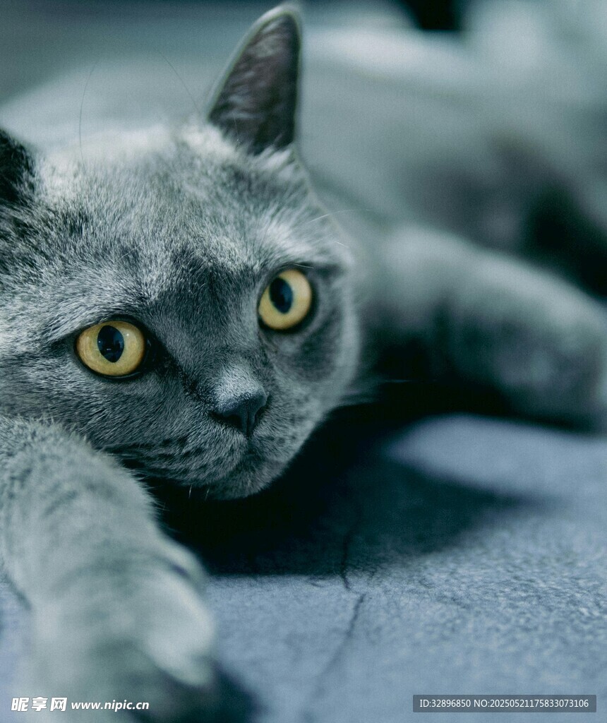 灰蓝猫咪趴卧眼神灵动